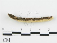 登錄號:F0015752藏品圖，第4張