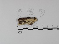 登錄號:F0015757藏品圖，第1張