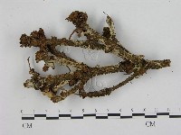 登錄號:F0015770藏品圖，第1張