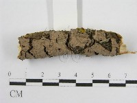 登錄號:F0015772藏品圖，第5張