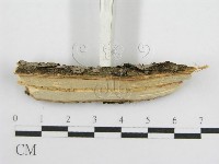 登錄號:F0015772藏品圖，第7張