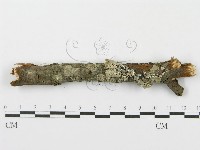 登錄號:F0015773藏品圖，第6張