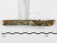 登錄號:F0015773藏品圖，第7張