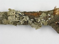 登錄號:F0015773藏品圖，第8張