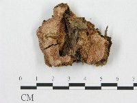 登錄號:F0015777藏品圖，第1張