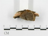 登錄號:F0015788藏品圖，第6張