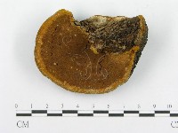 登錄號:F0015790藏品圖，第1張