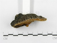 登錄號:F0015790藏品圖，第5張