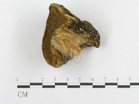 登錄號:F0015791藏品圖，第1張