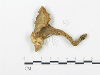 登錄號:F0015796藏品圖，第1張
