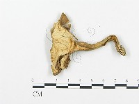 登錄號:F0015796藏品圖，第4張