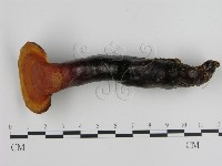 登錄號:F0015799藏品圖，第1張