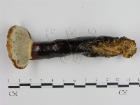 登錄號:F0015799藏品圖，第4張