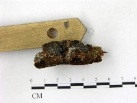 登錄號:F0015800藏品圖，第3張