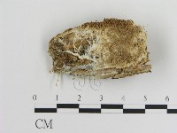 登錄號:F0015802藏品圖，第1張