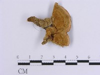 登錄號:F0015804藏品圖，第1張