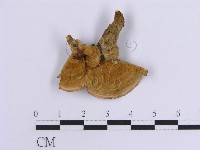 登錄號:F0015804藏品圖，第4張