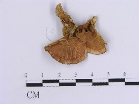 登錄號:F0015804藏品圖，第5張