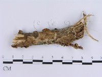 登錄號:F0015806藏品圖，第1張