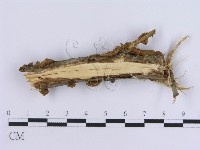 登錄號:F0015806藏品圖，第4張
