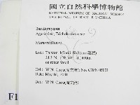 微皮傘屬藏品圖，第2張