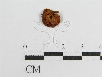 微皮傘屬藏品圖，第4張