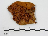 登錄號:F0015811藏品圖，第3張
