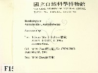 木耳屬藏品圖，第2張