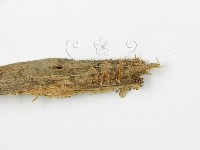 登錄號:F0015813藏品圖，第1張