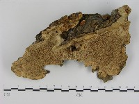 登錄號:F0015814藏品圖，第1張