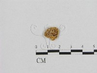 登錄號:F0015816藏品圖，第3張