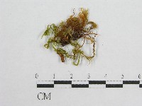 登錄號:F0015817藏品圖，第1張