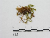 登錄號:F0015817藏品圖，第3張