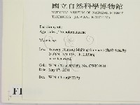 小菇屬藏品圖，第2張