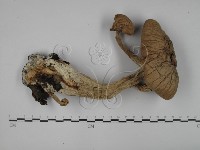 登錄號:F0015820藏品圖，第1張