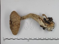 登錄號:F0015820藏品圖，第4張