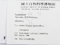 杯傘屬藏品圖，第2張
