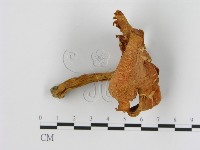登錄號:F0015822藏品圖，第1張