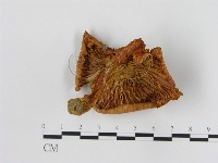 登錄號:F0015822藏品圖，第3張