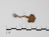 登錄號:F0015824藏品圖，第1張