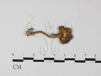 登錄號:F0015824藏品圖，第3張