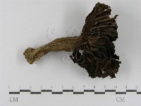 登錄號:F0015825藏品圖，第1張