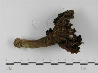登錄號:F0015825藏品圖，第3張
