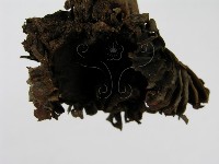 登錄號:F0015825藏品圖，第5張