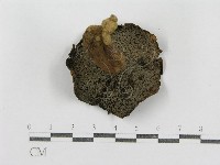 紅菇屬藏品圖，第4張
