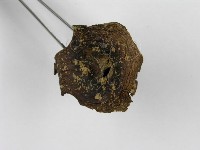 紅菇屬藏品圖，第5張