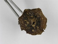 紅菇屬藏品圖，第6張