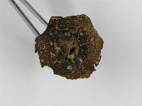 紅菇屬藏品圖，第7張