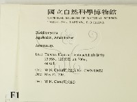 鵝膏屬藏品圖，第2張