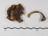 鵝膏屬藏品圖，第1張